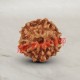 6 (Six) Mukhi From Java Indonesia Rudraksha