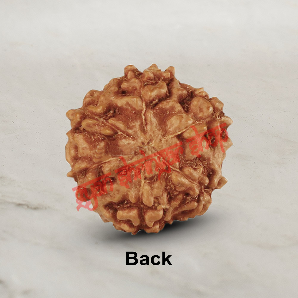 6 (Six) Mukhi From Java Indonesia Rudraksha