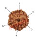 6 (Six) Mukhi From Java Indonesia Rudraksha