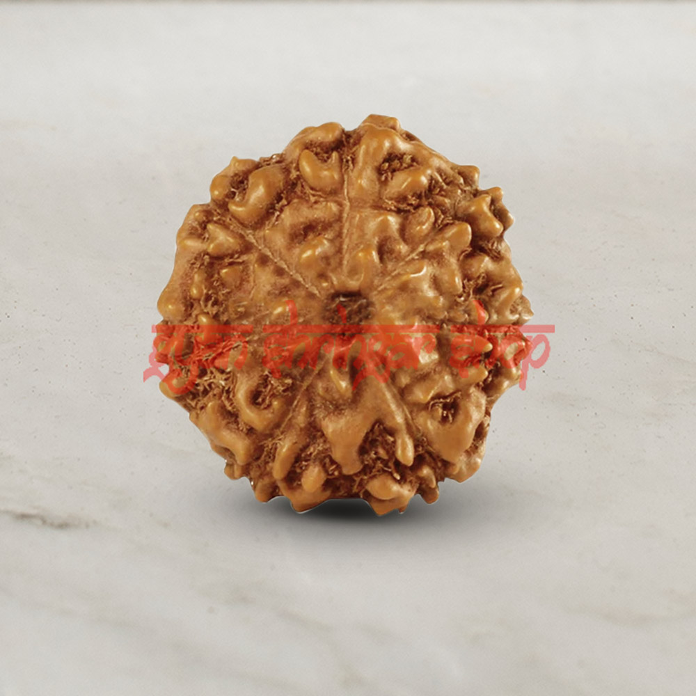 7 (Seven) Mukhi From Java Indonesia Rudraksha