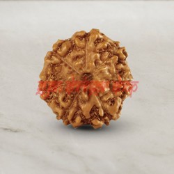7 (Seven) Mukhi From Java Indonesia Rudraksha