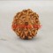 7 (Seven) Mukhi From Java Indonesia Rudraksha