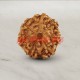 7 (Seven) Mukhi From Java Indonesia Rudraksha