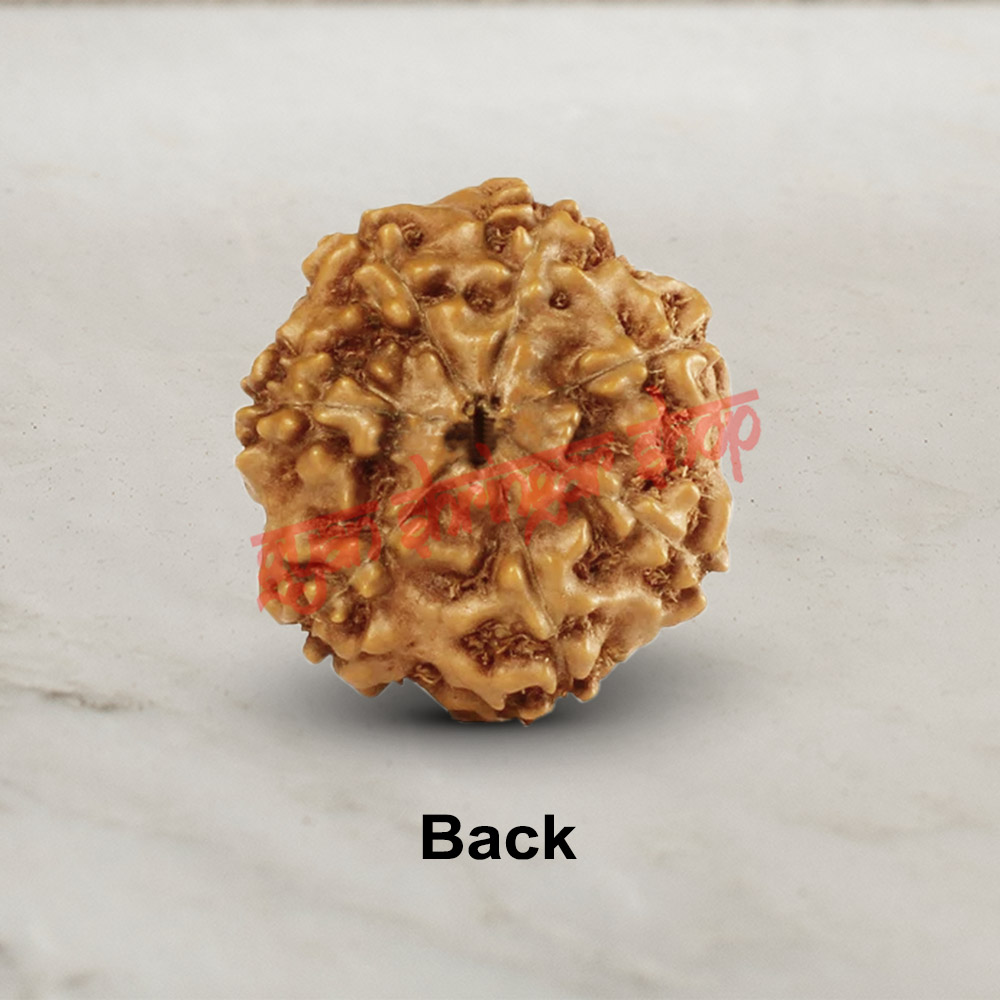 7 (Seven) Mukhi From Java Indonesia Rudraksha