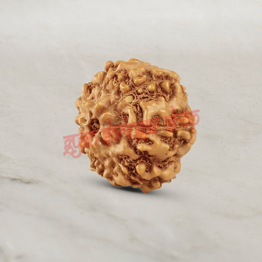 7 (Seven) Mukhi From Java Indonesia Rudraksha