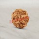 7 (Seven) Mukhi From Java Indonesia Rudraksha