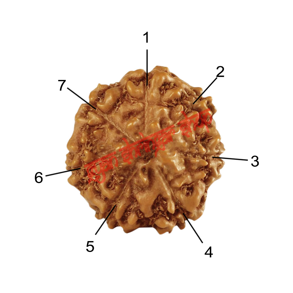 7 (Seven) Mukhi From Java Indonesia Rudraksha