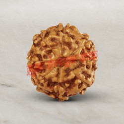 8 (Eight) Mukhi From Java Indonesia Rudraksha