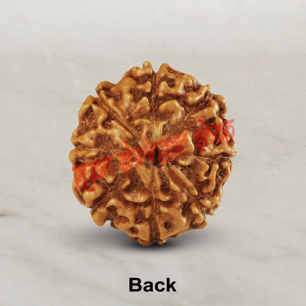 8 (Eight) Mukhi From Java Indonesia Rudraksha