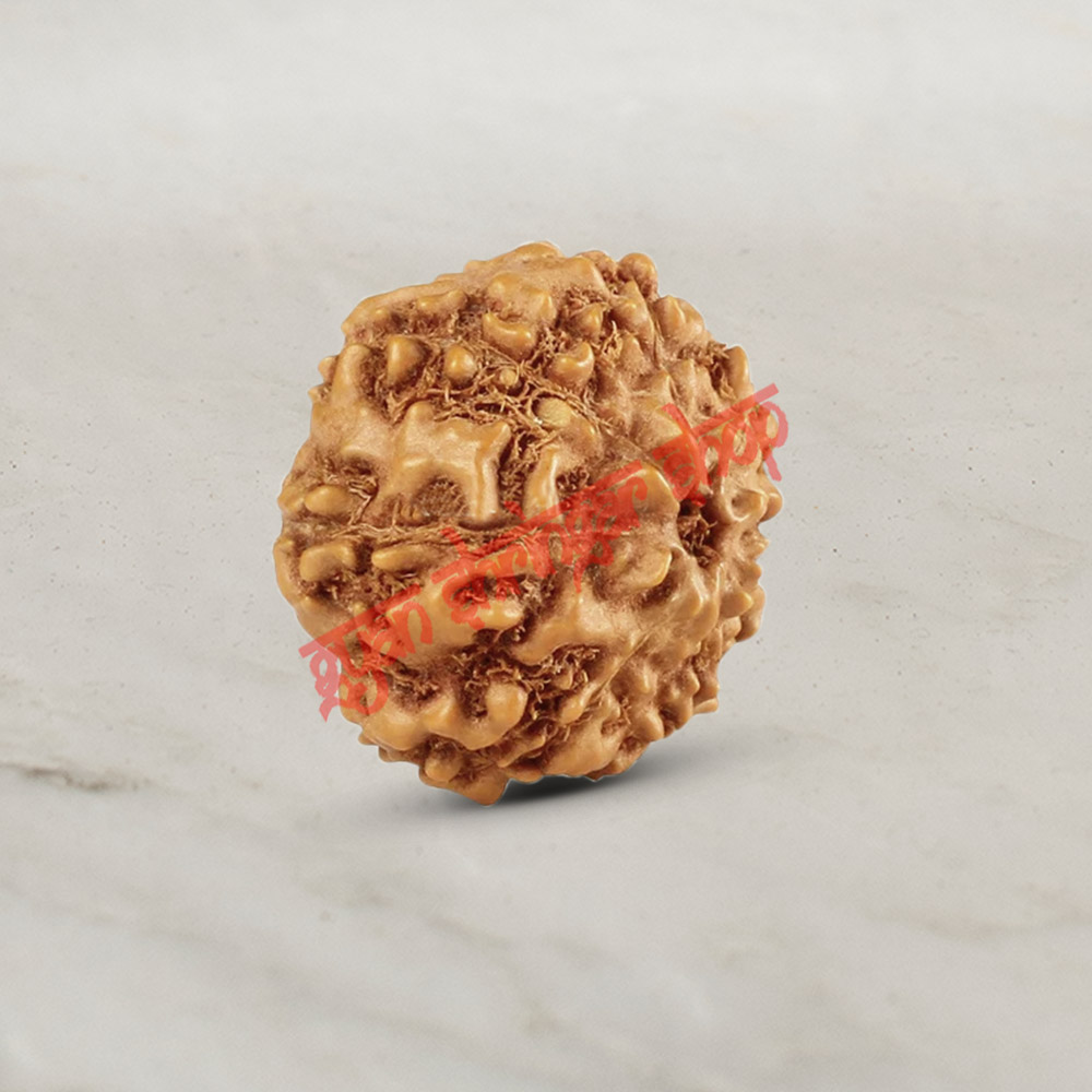 5 (Five) Mukhi From Java Indonesia Rudraksha