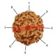 5 (Five) Mukhi From Java Indonesia Rudraksha
