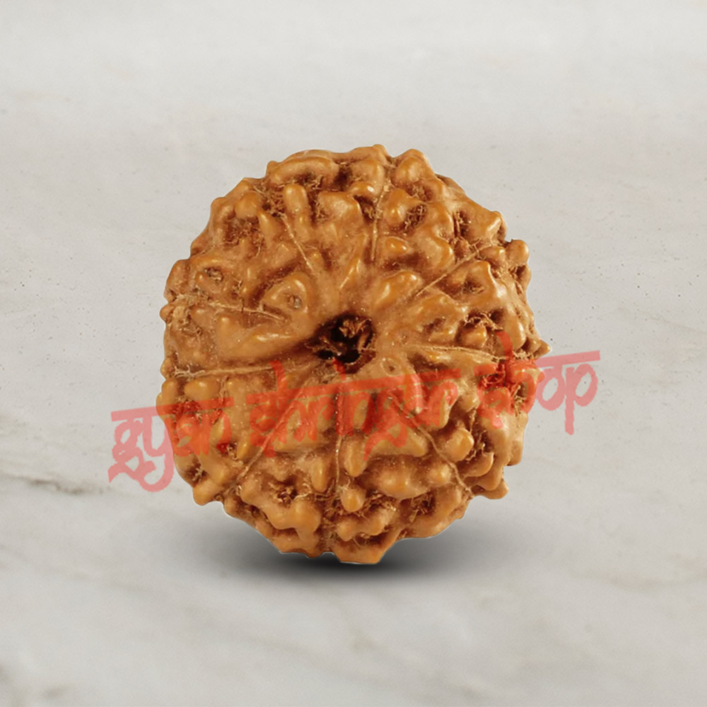 9 (Nine) Mukhi From Java Indonesia Rudraksha