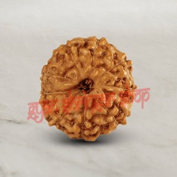 9 (Nine) Mukhi From Java Indonesia Rudraksha