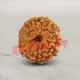 9 (Nine) Mukhi From Java Indonesia Rudraksha