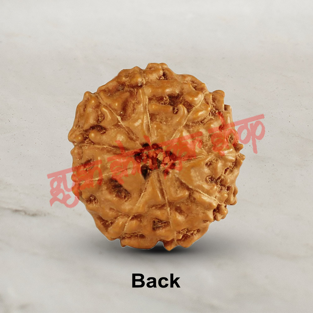 9 (Nine) Mukhi From Java Indonesia Rudraksha