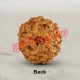 9 (Nine) Mukhi From Java Indonesia Rudraksha
