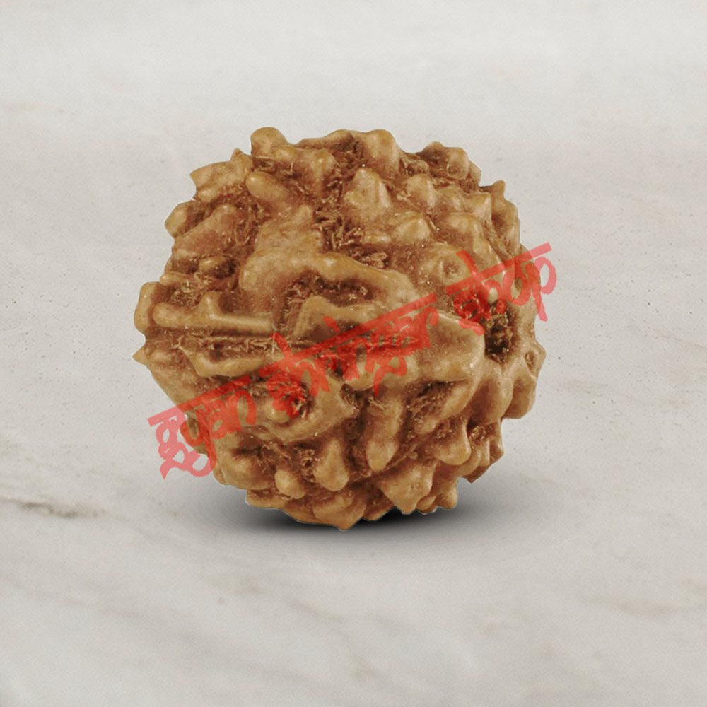 9 (Nine) Mukhi From Java Indonesia Rudraksha