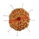 9 (Nine) Mukhi From Java Indonesia Rudraksha