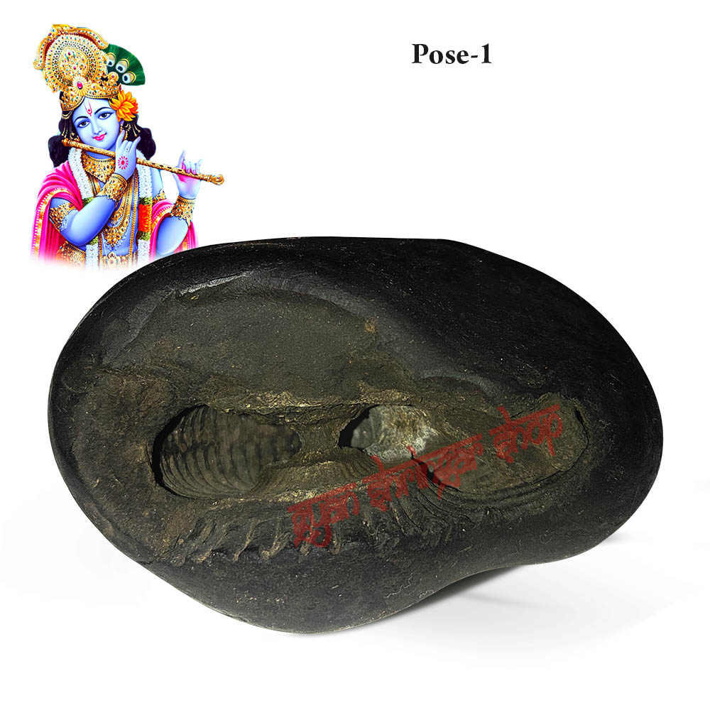 Krishna Shaligram Stone Shila 