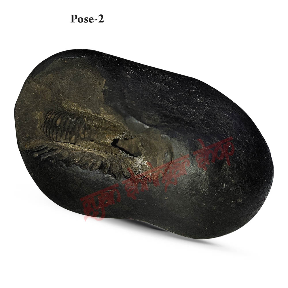 Krishna Shaligram Stone Shila 