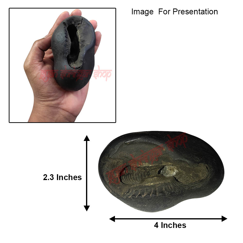 Krishna Shaligram Stone Shila 