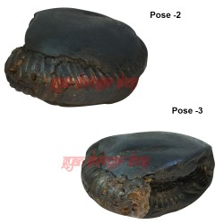 Narsimha Narayan Shaligram Shila Stone