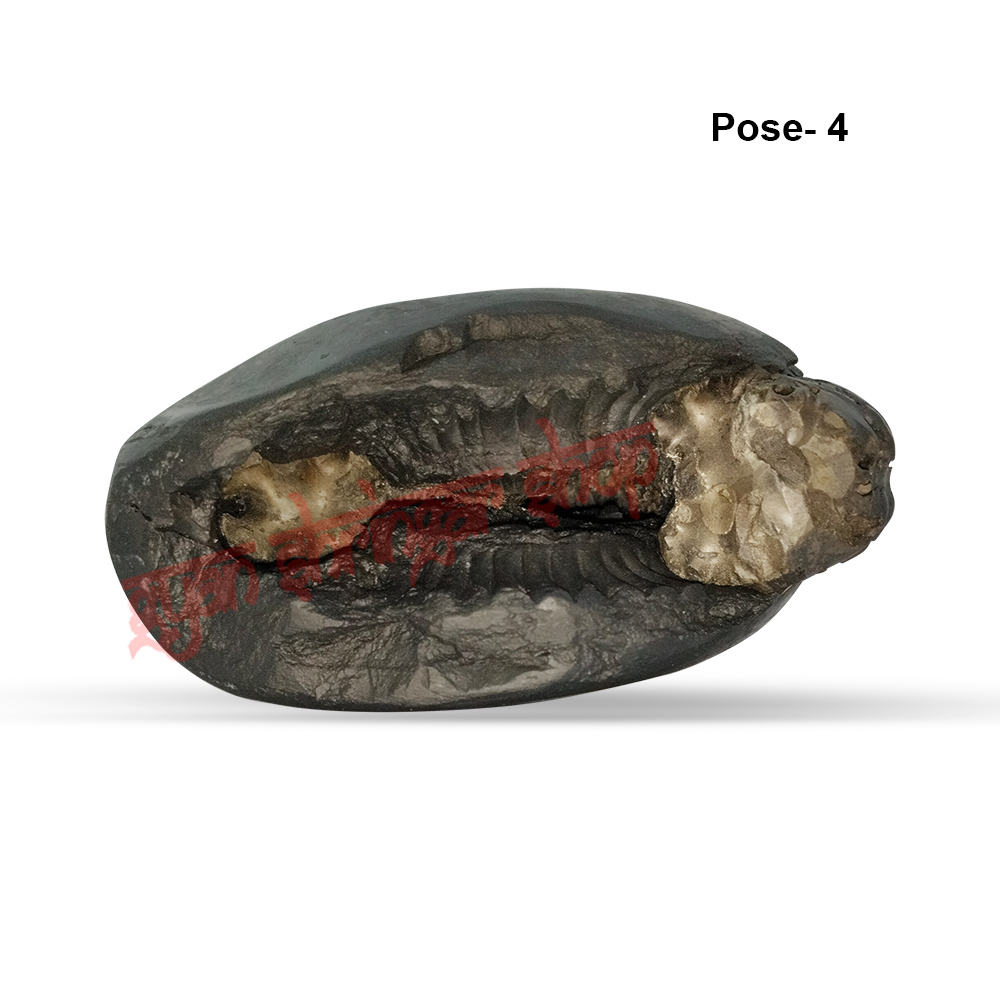 Narsimha Narayan Shaligram Shila Stone