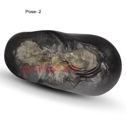 Purshotam Shaligram Stone – Holy Vishnu Shila for Temple & Home Worship