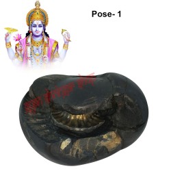 Sudarshan Chakra Shaligram Shila - Big Size