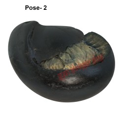 Sudarshan Chakra Shaligram Shila - Big Size