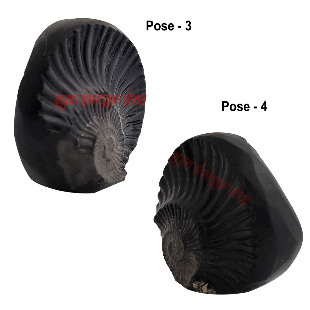 Surya Narayan Shaligram Shila Stone