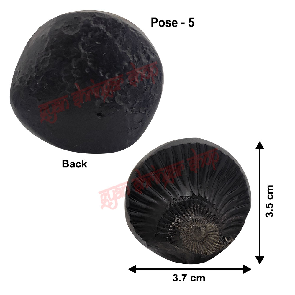 Surya Narayan Shaligram Shila Stone