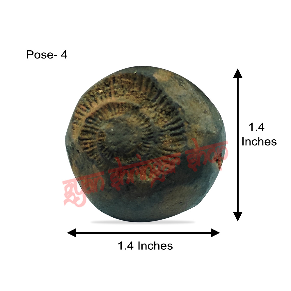 Vamana Vishnu Shaligram Shila Stone