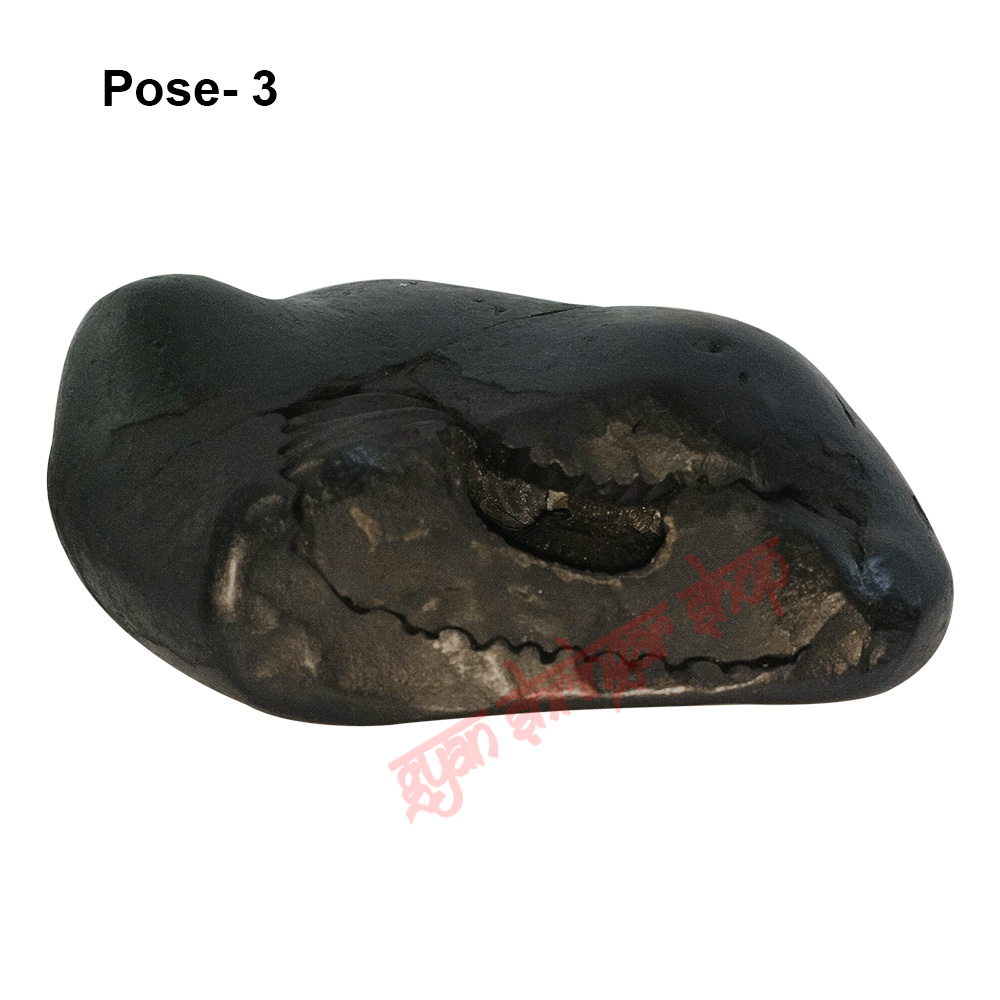 Varaha Mukh Shaligram Stone