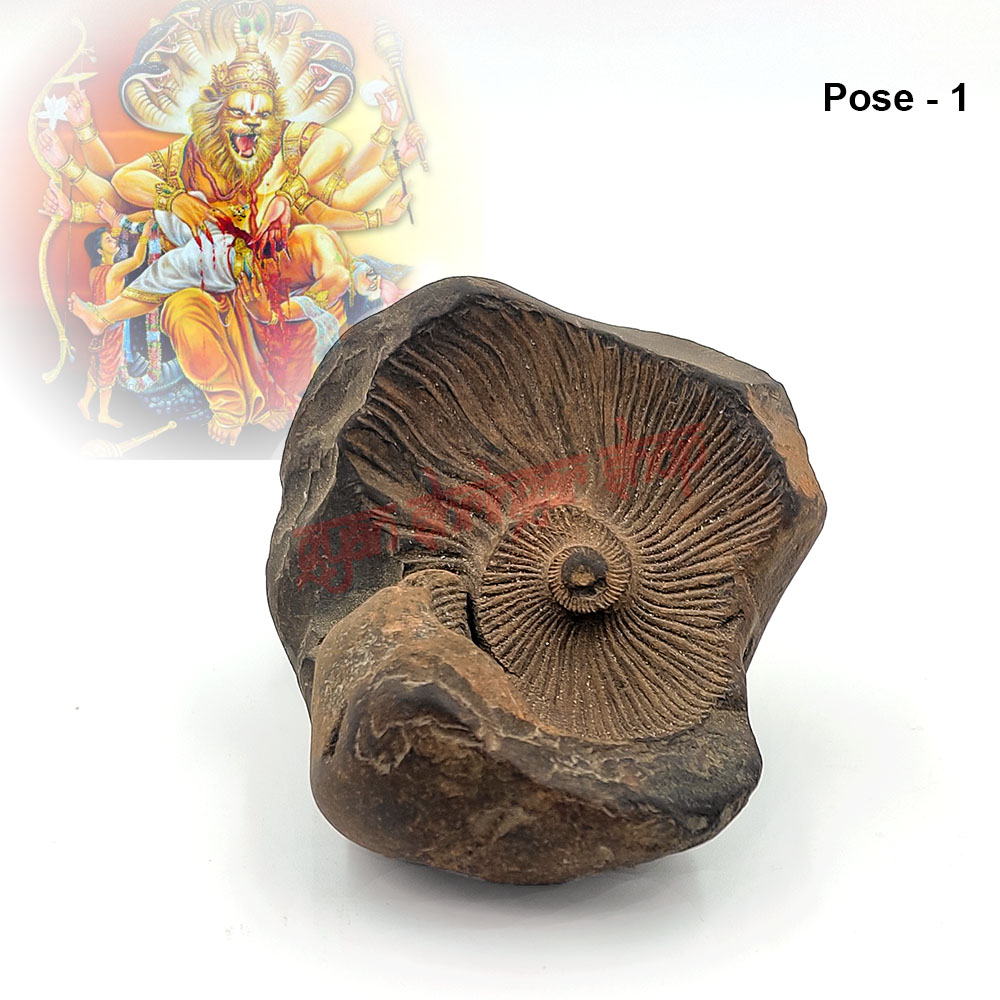 Narasimha Rupam Shaligram Stone