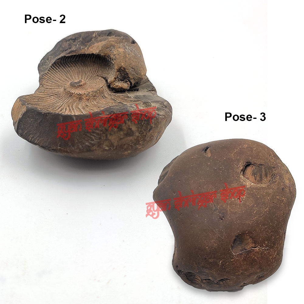 Narasimha Rupam Shaligram Stone