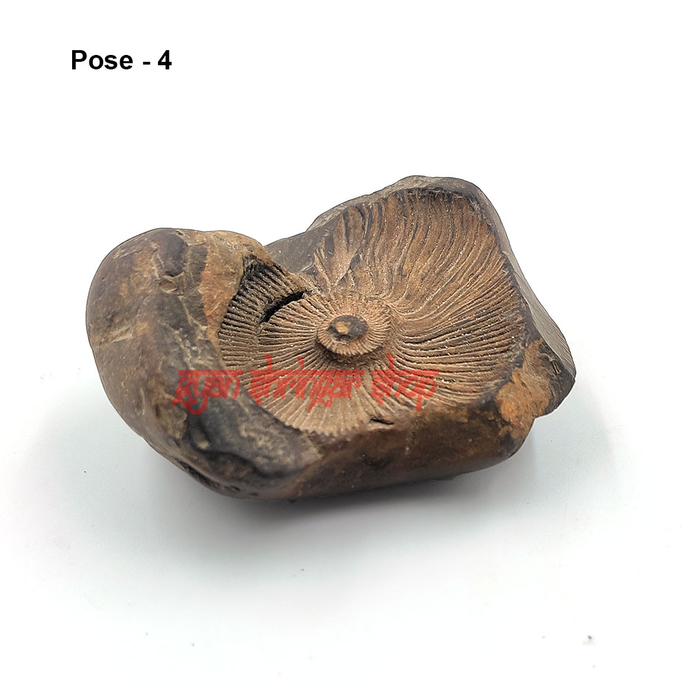 Narasimha Rupam Shaligram Stone