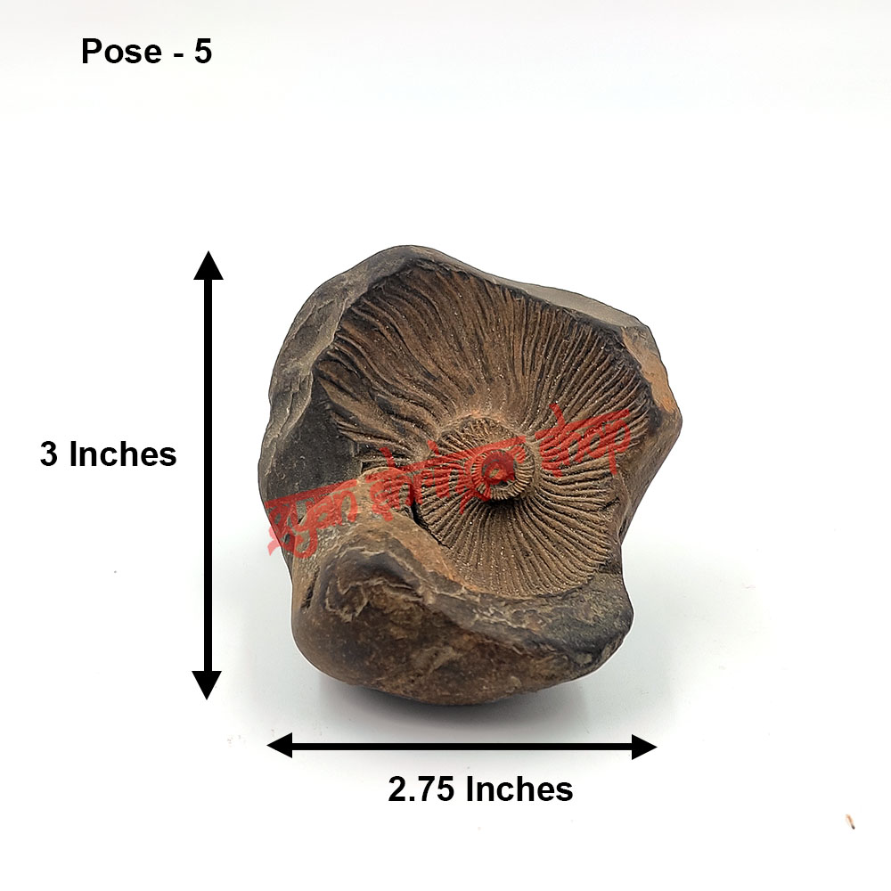 Narasimha Rupam Shaligram Stone