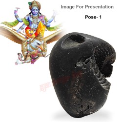 Garuda Vishnu Shaligram Stone Shila From Gandaki River in Nepal