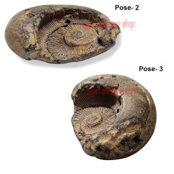 Hanuman Surya Shaligram Stone Shila From Gandaki River in Nepal