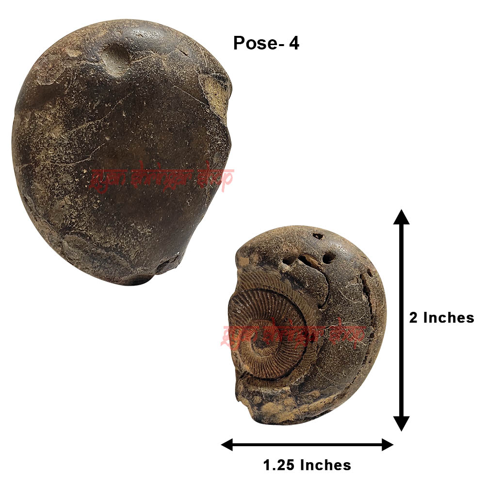 Hanuman Surya Shaligram Stone Shila From Gandaki River in Nepal