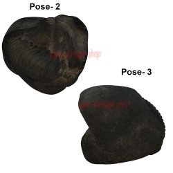 Kurma Avatar Shaligram Shila Stone From Gandaki River in Nepal