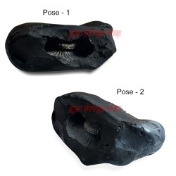 Lord Parshuram Shaligram Stone From Gandaki River in Nepal