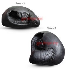 Matsya Narayan Shaligram Shila From Gandaki River in Nepal