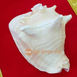 Exclusive Gaumukhi Shankh - Big