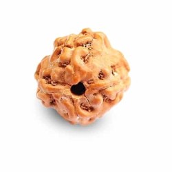 4 (Char) Mukhi Rudraksha Java Bead