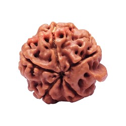 Natural Shree Ganesh Rudraksha from Nepal at Best Price with Lab Certified