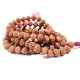 Ten Mukhi (10 Face) Krishna Rudraksha Mala from Java / Jaap Mala Ten Mukhi (10 Face) Krishna Rudraksha Mala from Java / Jaap Mala