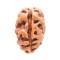 Two Mukhi Rudraksha from  Java